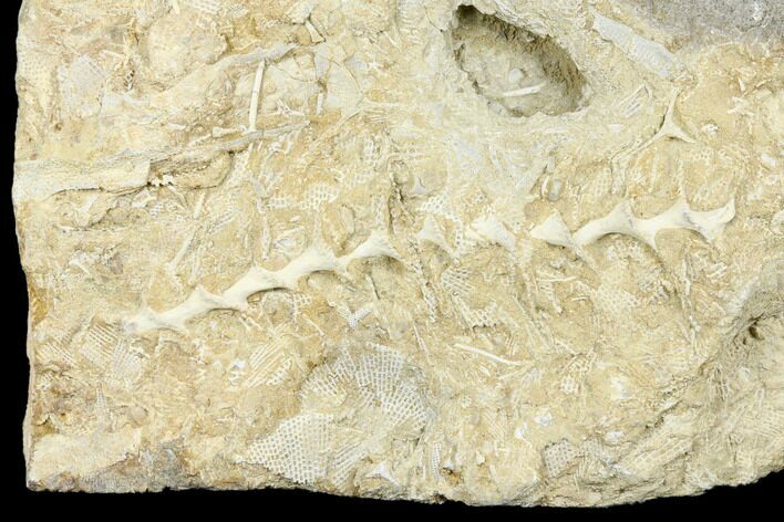 Archimedes Screw Bryozoan Fossil - Alabama #178212